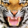 Jeu Royal Bengal Tiger en plein ecran
