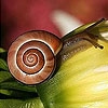 Jeu Snail and flower slide puzzle en plein ecran