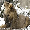 Jeu Snow and lion puzzle en plein ecran