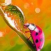 Jeu Spring ladybugs puzzle en plein ecran