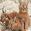 Jeu Three baby lynx slide puzzle en plein ecran