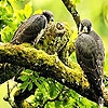Jeu Three falcon in the forest puzzle en plein ecran