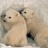 Jeu Twin Polar Bear en plein ecran