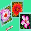 Jeu Various garden flowers puzzle en plein ecran