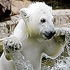 Jeu White Bear in the pool puzzle en plein ecran