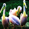 Jeu Yellow head pelicans slide puzzle en plein ecran