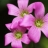 3 Pink Flowers