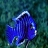 Blue confused fish slide puzzle