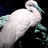Blue egret beak puzzle