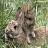 Cute rabbits slide puzzle