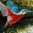 Fisher birds puzzle