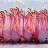 Flamingo family slide puzzle
