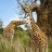 Giraffes puzzle