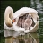 Gray swans slide puzzle