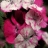 Jigsaw: Pink And White Flowers