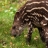 Jigsaw: Tapir Baby