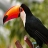 Long nosed forest toucans puzzle