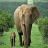 Mother and tiny elephant slide puzzle