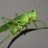 Natural Grasshopper