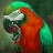 Parrot  in tropical island puzzle