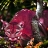 Pink cougar puzzle