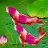 Pink sea fishes puzzle