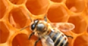 Jeu Bee on Honeycomb