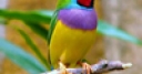 Jeu Colorful Bird