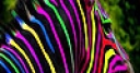 Jeu Colorful zebra slide puzzle