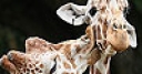 Jeu Cute giraffes slide puzzle