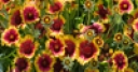 Jeu Jigsaw: Flower Field