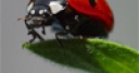 Jeu Jigsaw: Ladybug