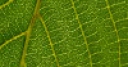 Jeu Jigsaw: Leaf Veins