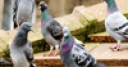 Jeu Jigsaw: Pigeons