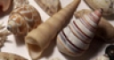Jeu Jigsaw: Seashells