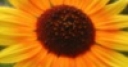 Jeu Jigsaw Sunflowers