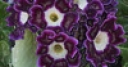 Jeu Jigsaw: The purple beauty