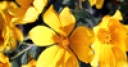 Jeu Jigsaw: Yellow Wildflowers