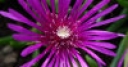 Jeu Kingdom of the flowers: Purple beauty
