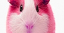 Jeu Little pink mouse puzzle