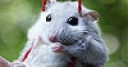 Jeu Mouse on the swing slide puzzle