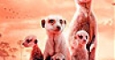 Jeu Little shy meerkat family slide puzzle