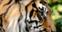 Jeu Sumatran Tiger Jigsaw