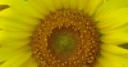 Jeu Sunflower Puzzle