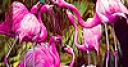 Jeu Tropical flamingos slide puzzle