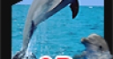 Jeu 3D Real Puzzle Dolphin