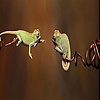 Jeu Acrobat chameleons slide puzzle en plein ecran