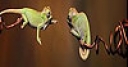 Jeu Acrobat chameleons slide puzzle