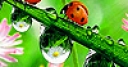 Jeu Acrobat ladybird beetles puzzle