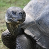 Jeu Aldabra Tortoise Slider Puzzle en plein ecran